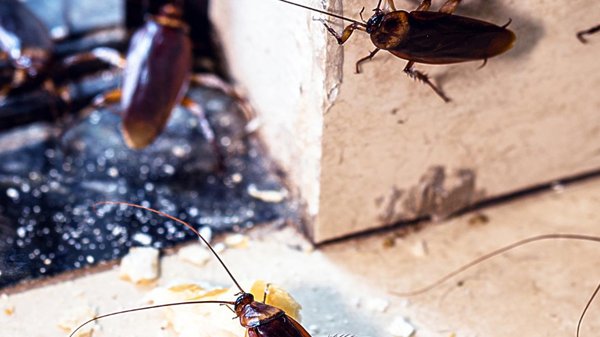 Cafards : quand faut-il appeler un professionnel ?